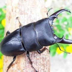 伊豆市天然採集ヒラタクワガタオス大型の画像