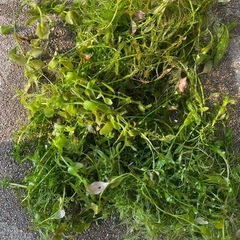 水草の画像