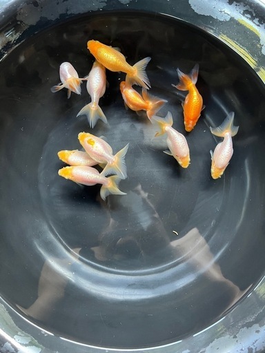 ★お取引中★本場　出雲ナンキン　当歳魚　10匹