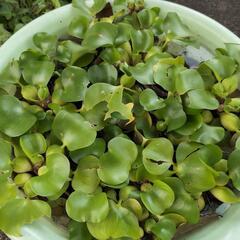 ホテイアオイ　水草　タライ1杯分