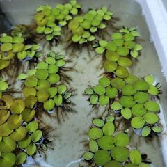 【無農薬🌿ビニール袋いっぱい】個人的に今イチオシ★サルビニア・ククラータ🉐数量限定🌿🉐の画像