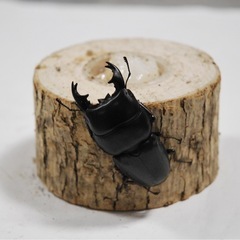 アルキデスヒラタクワガタ