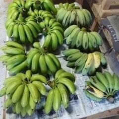 自然栽培無農薬島バナナ