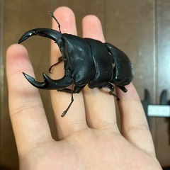 オオクワガタ新成虫3匹　大幅値下げ