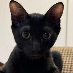 甘えん坊のかわいい黒子猫　ロイちゃん