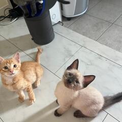 シャム風の子猫生後３ヶ月