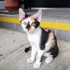 かわいいミケの子猫ちゃん