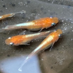 レッドクリフ紅白タイプ