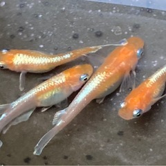 レッドクリフ紅白タイプの画像