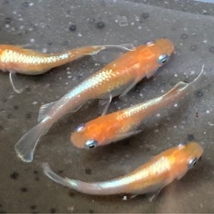 レッドクリフ紅白タイプの画像