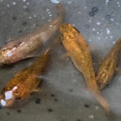 五色タイプRメダカの画像