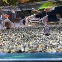 ④特価　コリドラス３種セットの画像