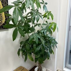 観葉植物 本物 パキラ 8号鉢