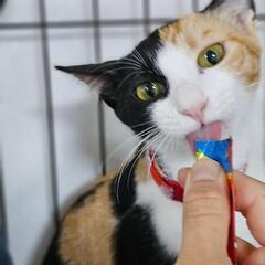 シャイな三毛猫ピノちゃん