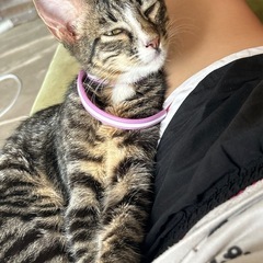 迷い猫、拾い猫、里親、本当に困ってます。