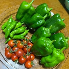 【 無農薬 】野菜3種セット