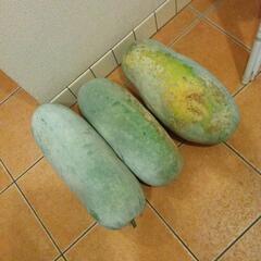 冬瓜（とうがん）もらってください