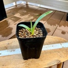 Agave americana  アガベ・アメリカーナ　子株　抜き苗