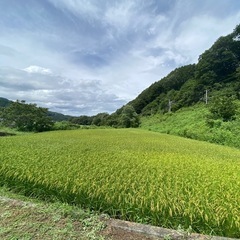 令和6年コシヒカリ玄米