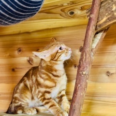 洋柄茶トラオス子猫里親募集