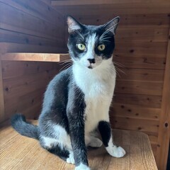 【動画あり】ブラッシング大好き♡大人しくて控えめな男の子。妹のベ...