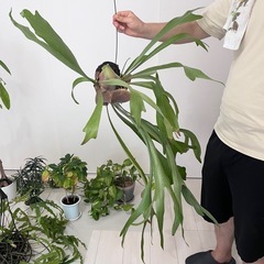 観葉植物 5点セット(バラ売り可)の画像