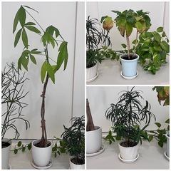 観葉植物 5点セット(バラ売り可)の画像