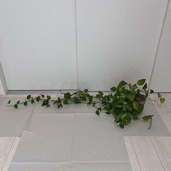 観葉植物 5点セット(バラ売り可)の画像