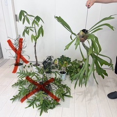 観葉植物 5点セット(バラ売り可)
