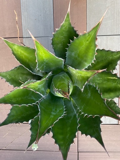 アガベ 超特大 強棘 モンタナ