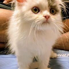 人懐っこい折れ耳スコティッシュの子猫ちゃんです