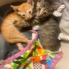 タレ目な子猫ちゃん🐈（2匹とも里親様決まりました！ありがとうござ...
