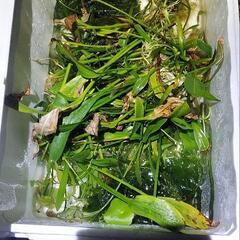 水草プレゼント