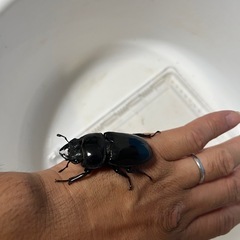 香川県オオクワガタ⑤の画像