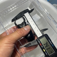 香川県オオクワガタ⑤