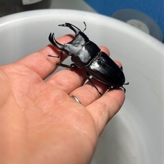香川県オオクワガタ⑤の画像