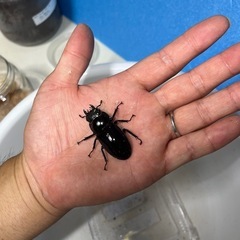 マンディブラリスフタマタクワガタ①の画像
