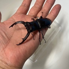 マンディブラリスフタマタクワガタ①の画像