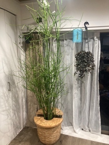 【受付終了】【特大220センチ】ミルクブッシュ　観葉植物　　多肉植物　ビザールプランツ　インテリア　リビング　窓際　　グリーン　プランツ　植物