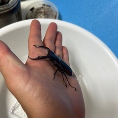 マンディブラリスフタマタクワガタ②ペアの画像