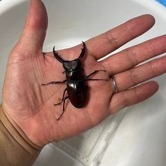 マンディブラリスフタマタクワガタ②ペアの画像