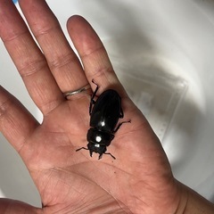 マンディブラリスフタマタクワガタ②ペアの画像