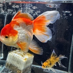 急募！！金魚オランダ　他1匹（朱文金？）