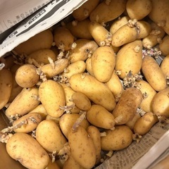 無農薬栽培　種芋　島育ちじゃがいも
