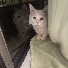 メスのメインクーン　白猫