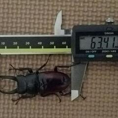 希少・大型【赤ドンキ♂単　63㎜長歯/即ブリOK】ドンキエールコ...