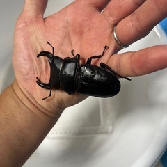 香川県オオクワガタ⑥の画像
