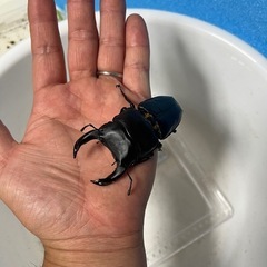 香川県オオクワガタ⑥の画像