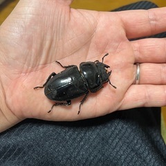 香川県オオクワガタ⑥の画像