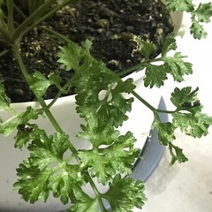 【本日まで】キアゲハの幼虫を10匹お譲りします。